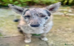 Mixed Breed dogs for adoption: 💙🐶 NICK(8 month) & ❤️🐶 MAILY (1 year)  - Advert 6