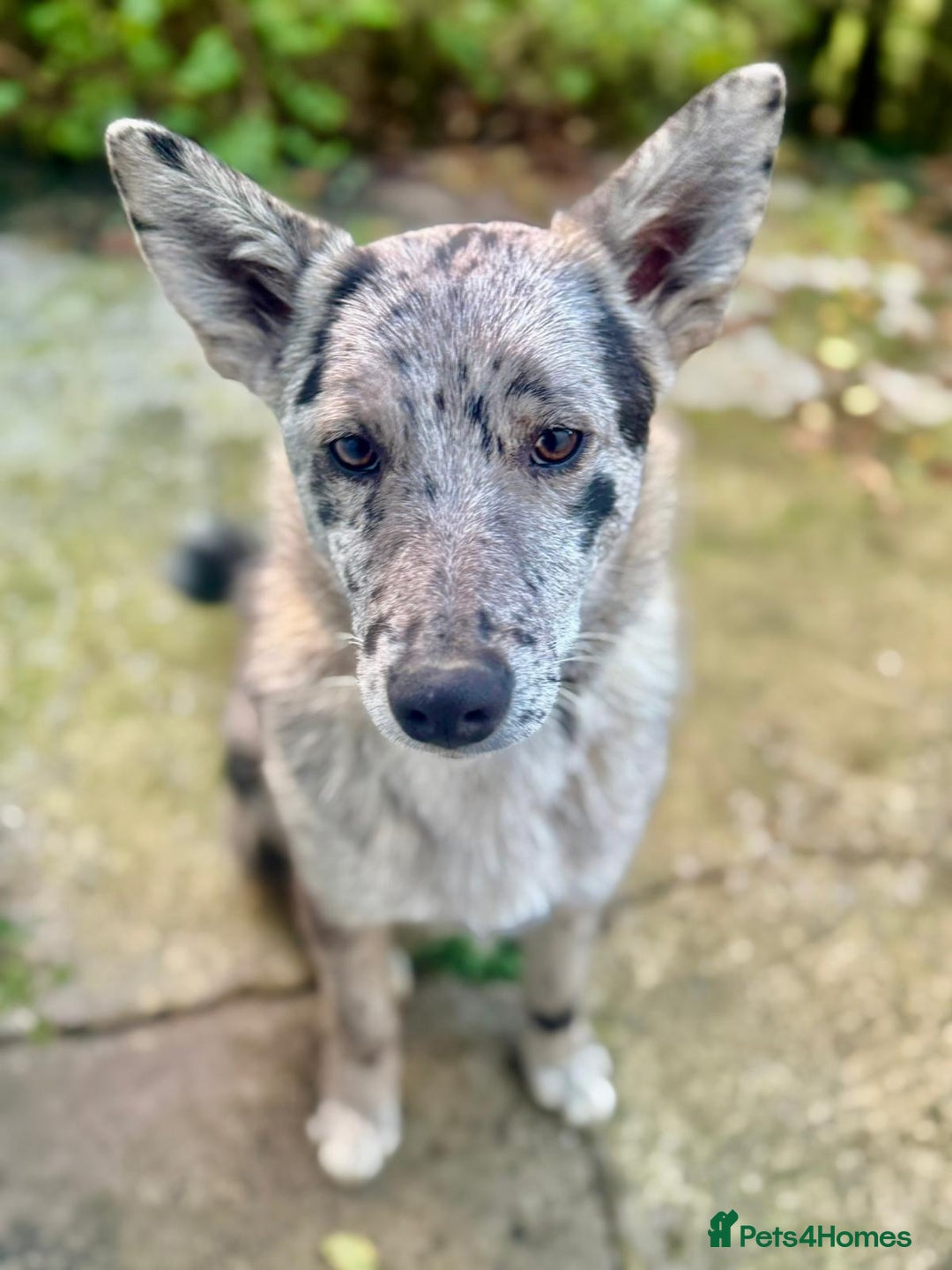 Mixed Breed dogs for adoption: 💙🐶 NICK(8 month) & ❤️🐶 MAILY (1 year)  - Advert 6