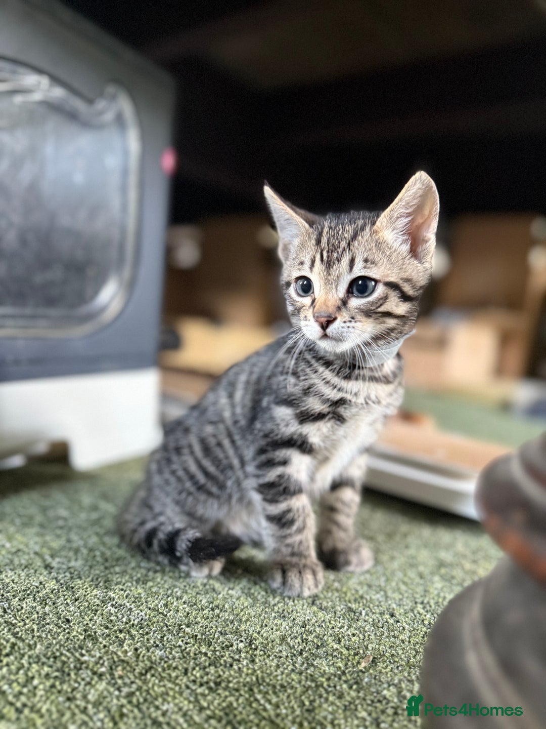 Bengal cats for sale: X Bengal Kittens x5 available   - Image 3
