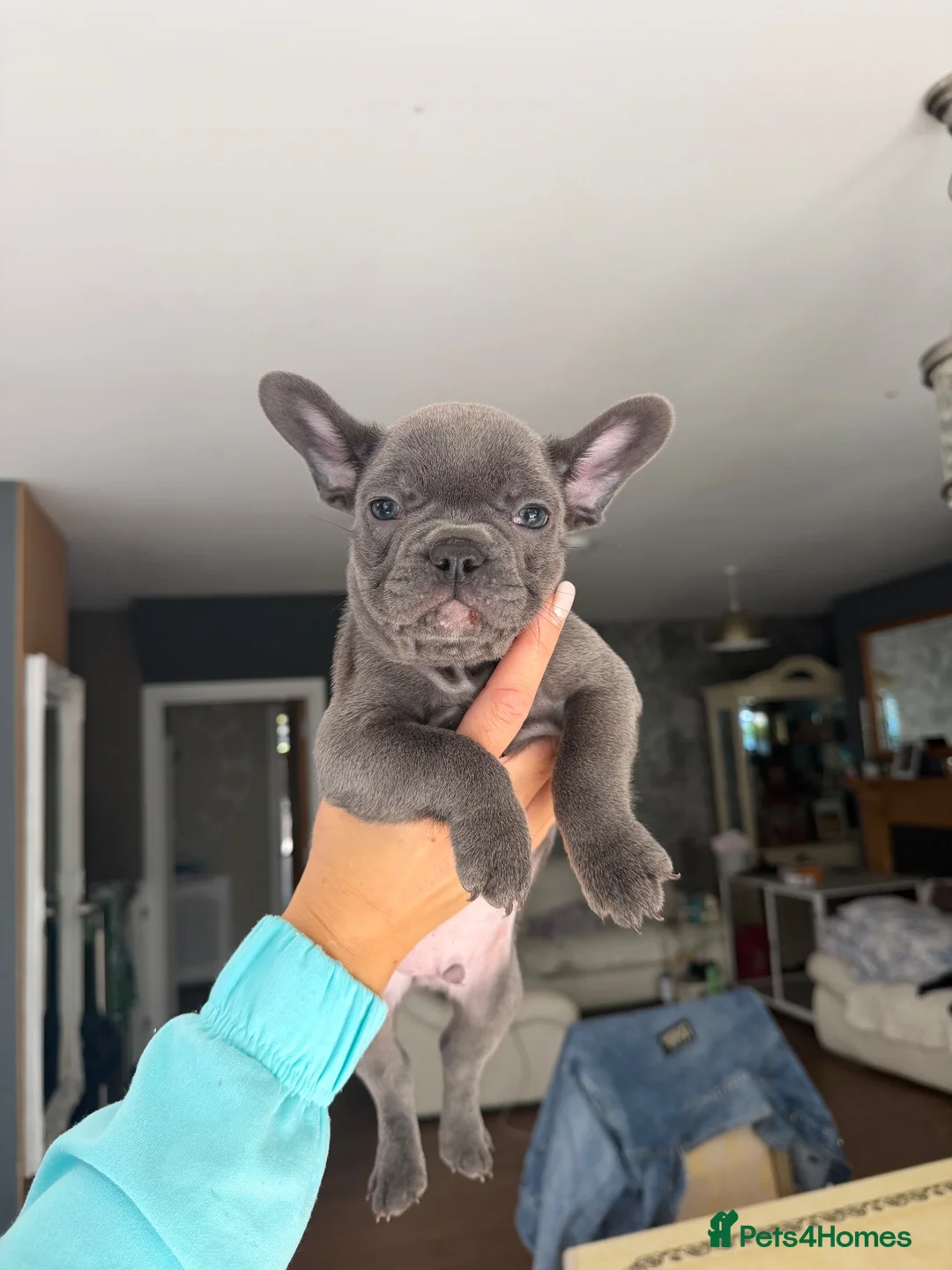 French Bulldog dogs for sale: French bulldog puppies in Aberdeen - Advert 9
