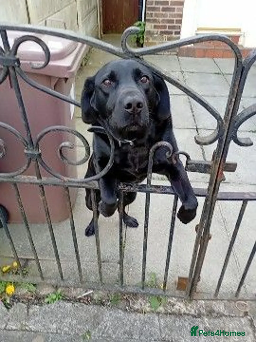 Labrador Retriever dogs for sale: Labrador for sale - Advert 3