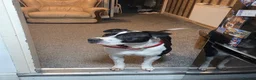 Mixed Breed dogs for sale: Bully manya pupy  - Advert 5