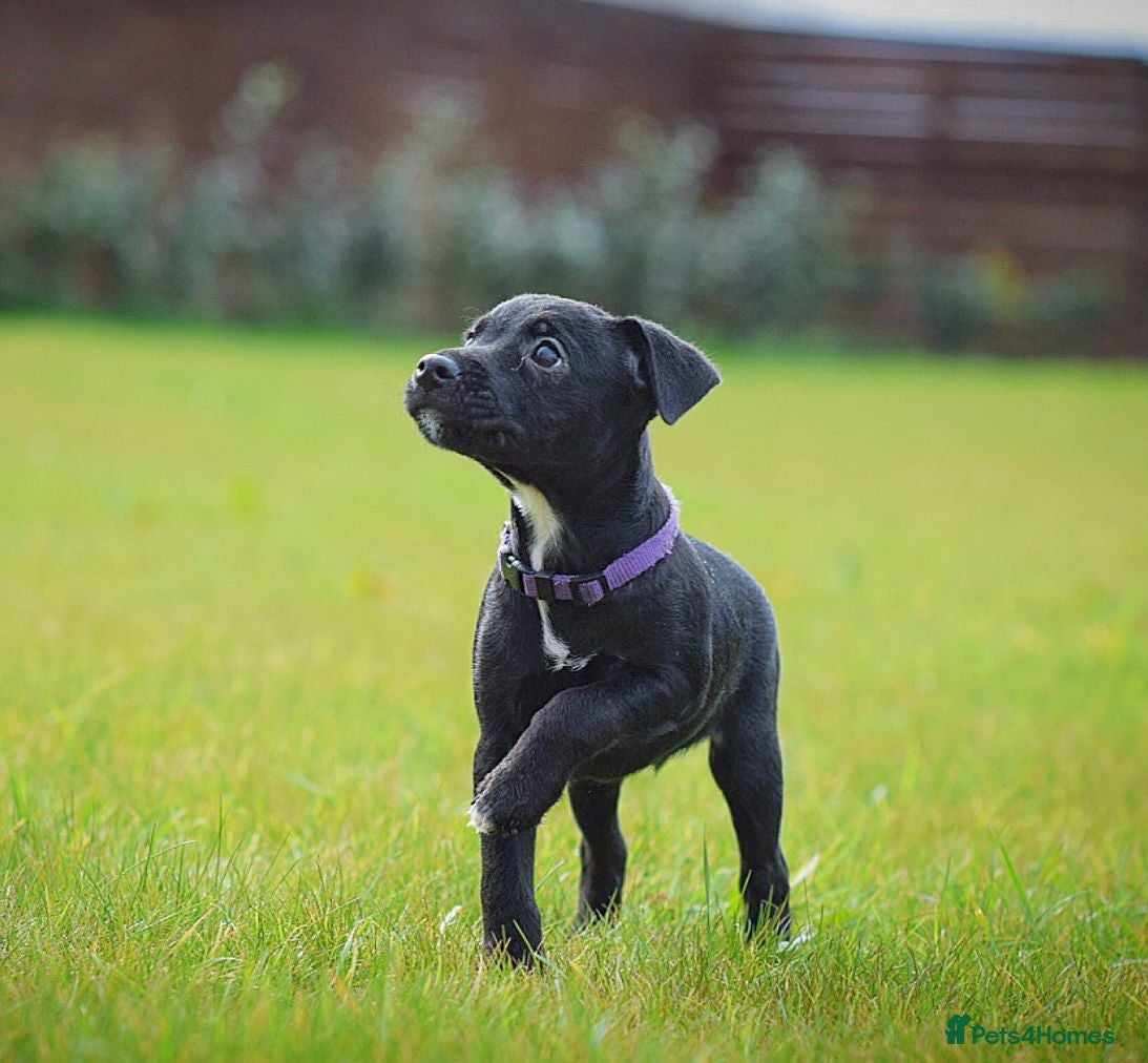 Patterjack dogs READY NOW! 5⭐️licensed & Registered professionals - Advert 16