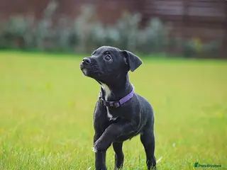 Patterjack dogs READY NOW! 5⭐️licensed & Registered professionals - Advert 4