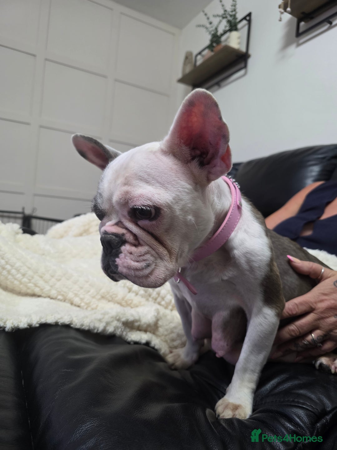 French Bulldog dogs for sale: 3yr old French bulldog bitch  - Image 2