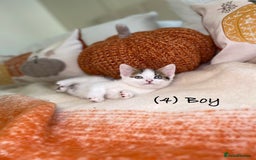 Mixed Breed cats for sale: Beautiful kittens 8 weeks old ready now  - Image 12