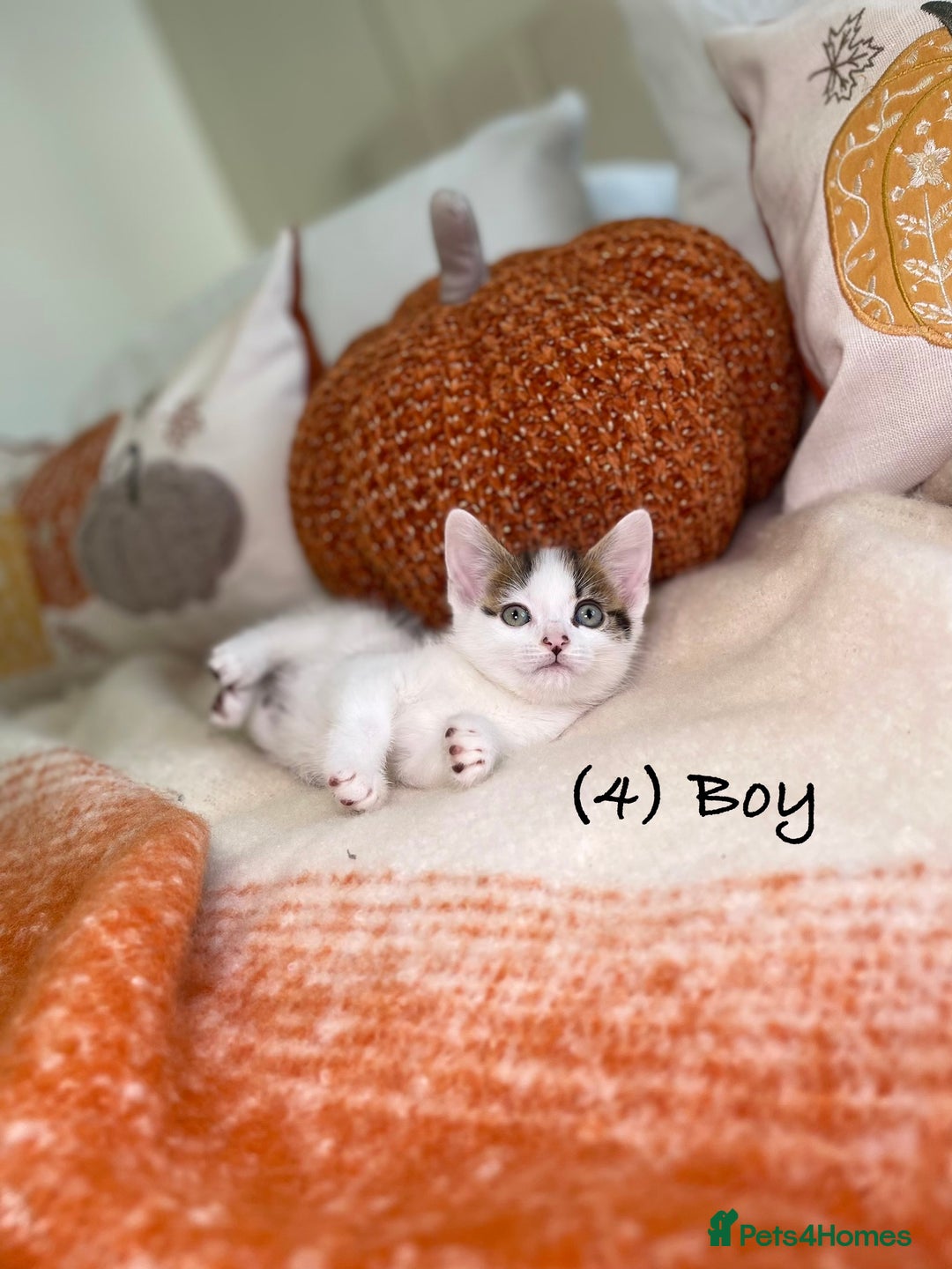 Mixed Breed cats for sale: Beautiful kittens 8 weeks old ready now  - Image 12