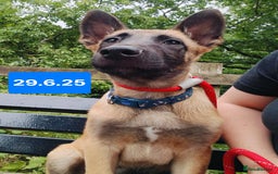 Belgian Shepherd Dog dogs for sale: KC Reg Belgian Shepherd Malinois pups for sale in Newport - Image 20