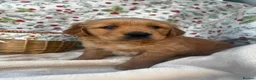 Golden Retriever dogs for sale: KC registered golden retriever for sale  - Advert 7