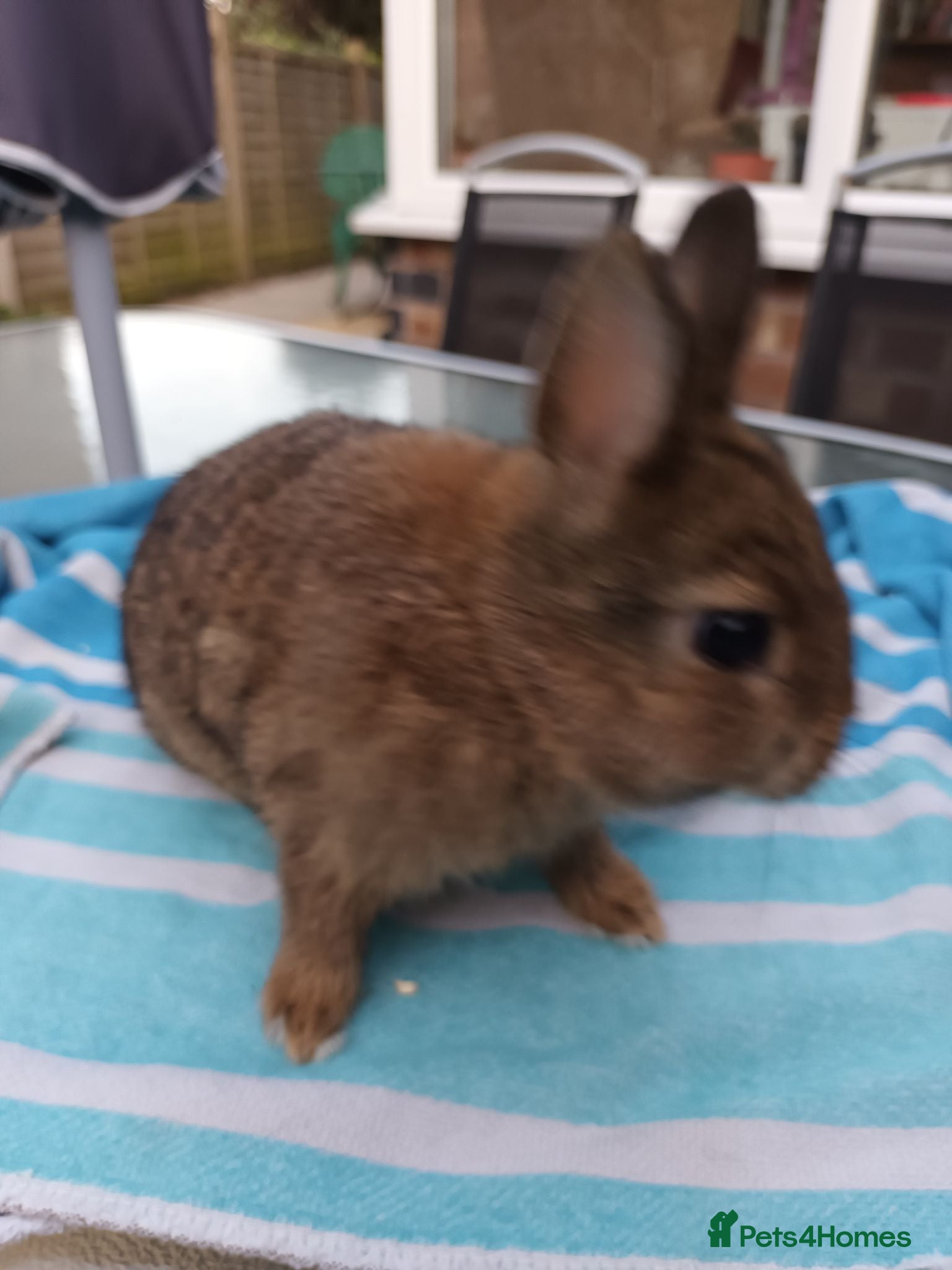 Netherland Dwarf rabbits Beautiful Netherland dwarfs babys  - Advert 14