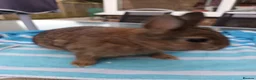 Netherland Dwarf rabbits for sale: Beautiful Netherland dwarfs babys  - Advert 1