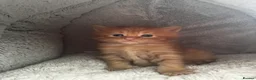 Maine Coon cats for sale: Majestic Fire Maine Coon Kittens - Advert 13