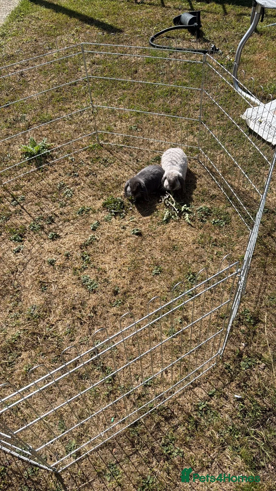 Mini Lop rabbits for sale: 2 Female mini lob rabbits - Advert 10