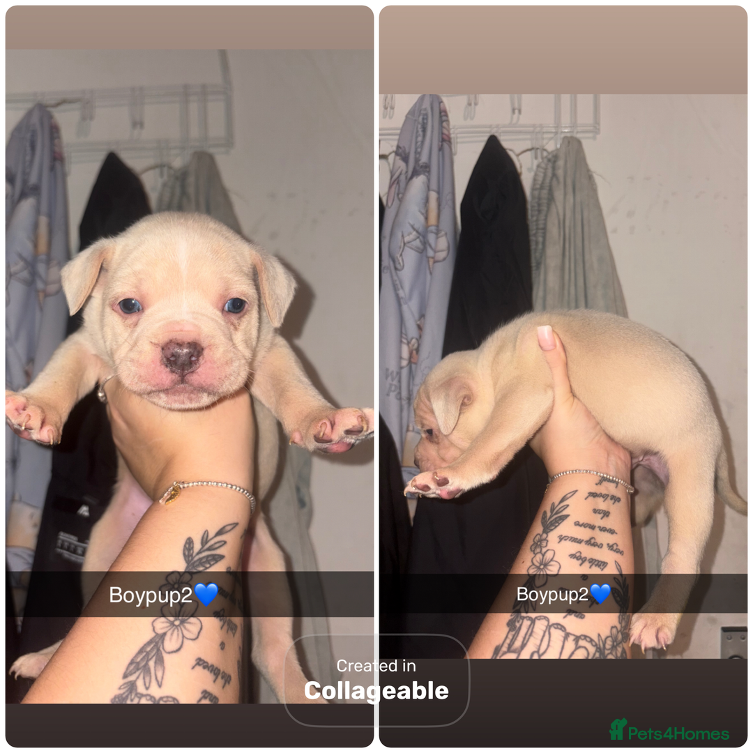 Mixed Breed dogs for sale: Puppies looking for their forever homes.  - Advert 5