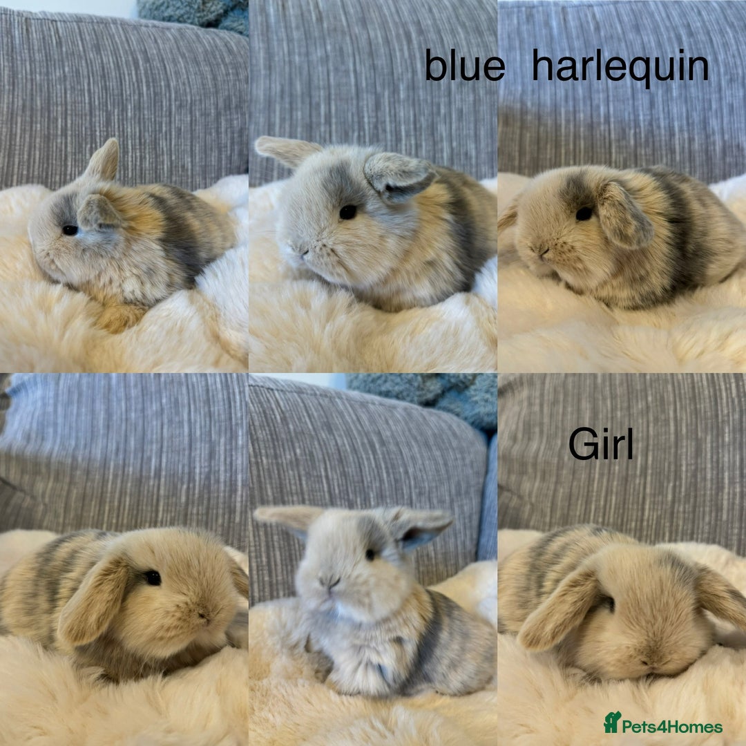 Mini Lop rabbits for sale: Beautiful mini lop babies  - Advert 1