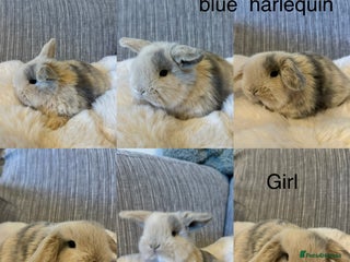 Mini Lop rabbits Beautiful mini lop babies - Advert 7