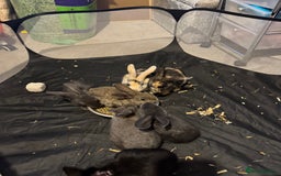 British Giant rabbits for sale: Lops x giant baby rabbits  - Image 3