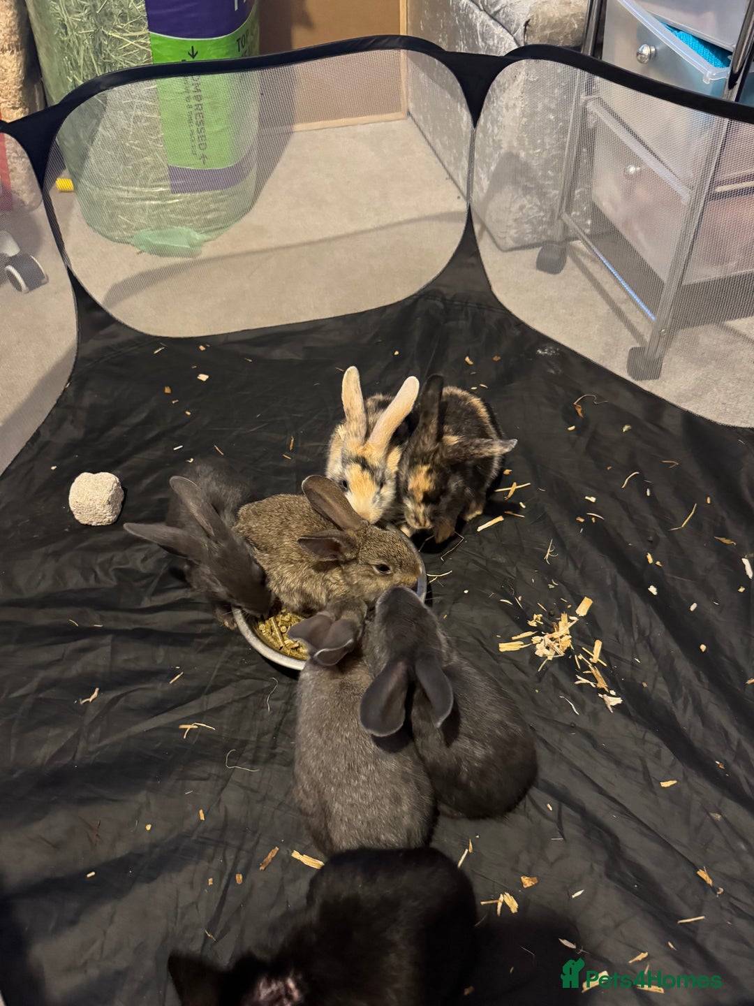 British Giant rabbits for sale: Lops x giant baby rabbits  - Image 3