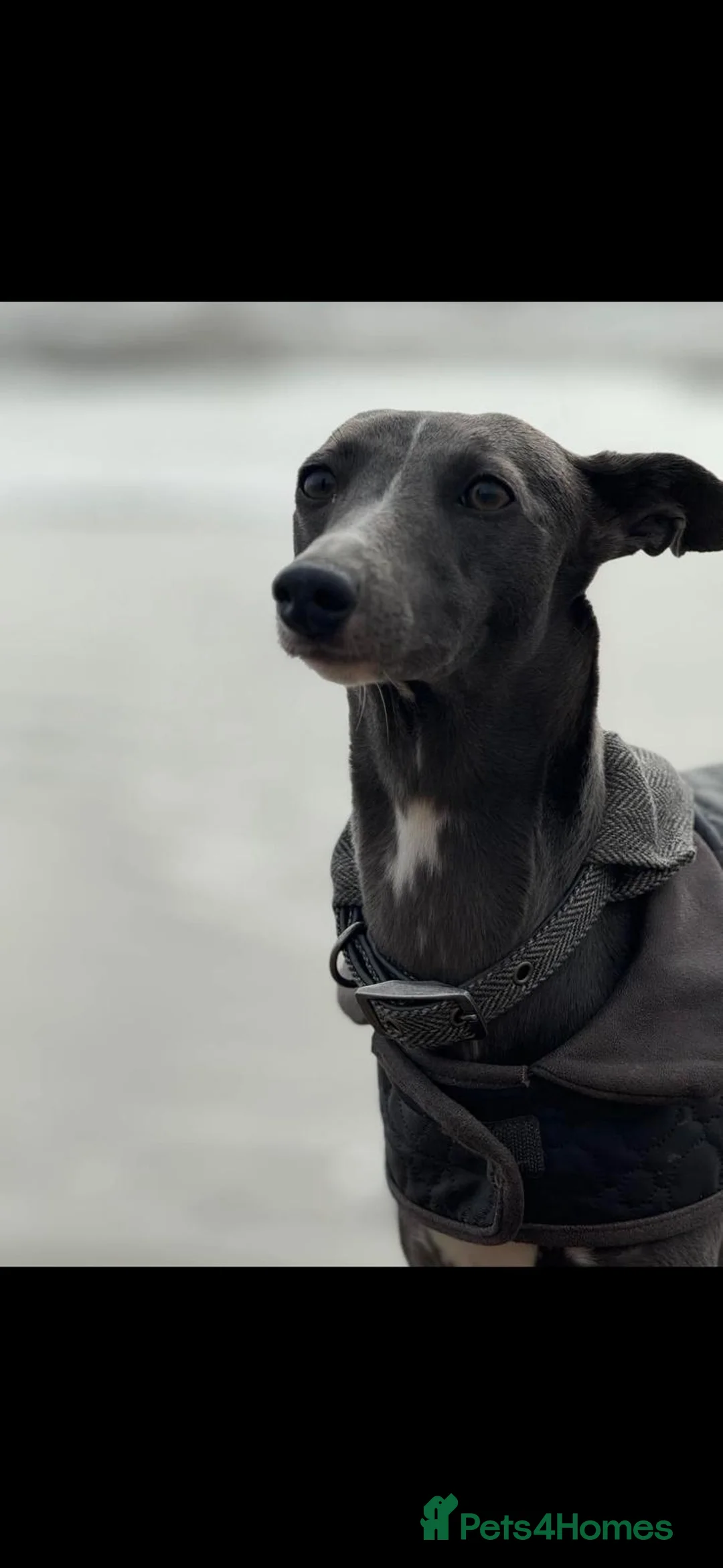 Whippet dogs for sale: I BEAUTIFUL GIRL LEFT READY NOW - Advert 25