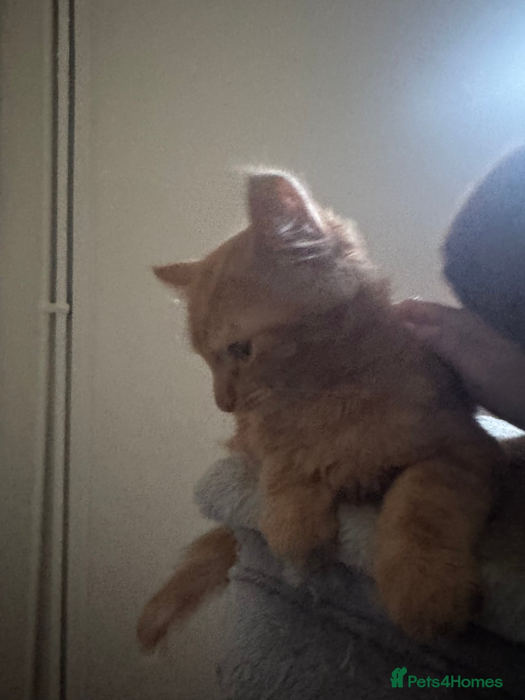 Domestic Shorthair cats for sale: Beautiful 18 week Old kittys  - Advert 10