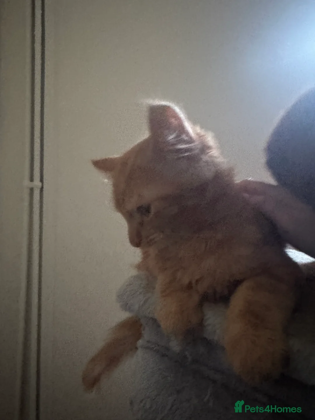 Domestic Shorthair cats for sale: Beautiful 18 week Old kittys  - Advert 10