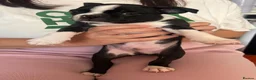 Boston Terrier dogs for sale: Boston Terriers - Advert 10
