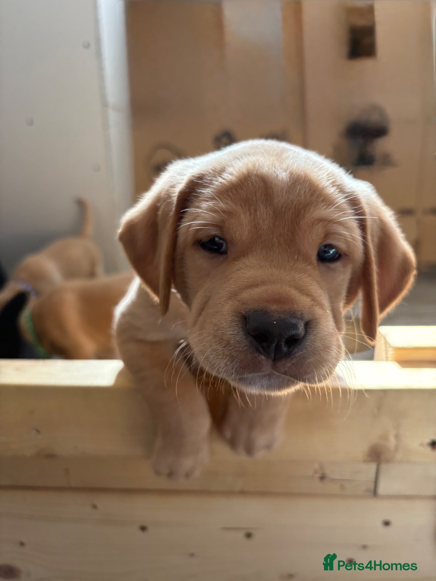 Mixed Breed dogs Labrador x staff - Advert 2