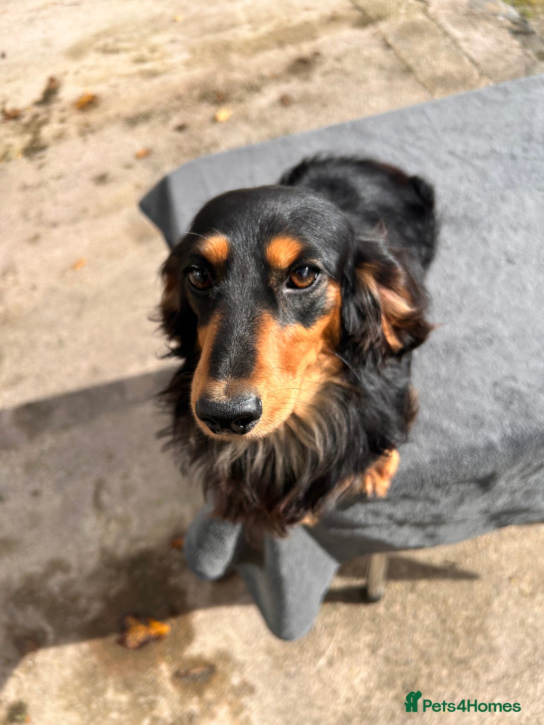 Miniature Dachshund dogs for stud: Pinot & Porter  - Image 3