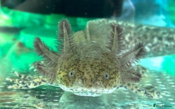 Axolotl reptiles for sale: 2 axolotl and tank - Image 2