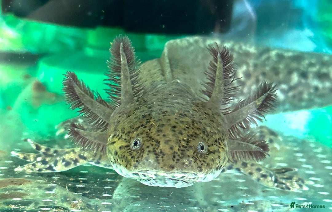 Axolotl reptiles for sale: 2 axolotl and tank - Image 2
