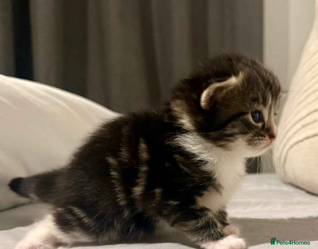 Mixed Breed cats for sale: Stunning Turkish Angora/ domesticShorthairKittens  - Advert 7