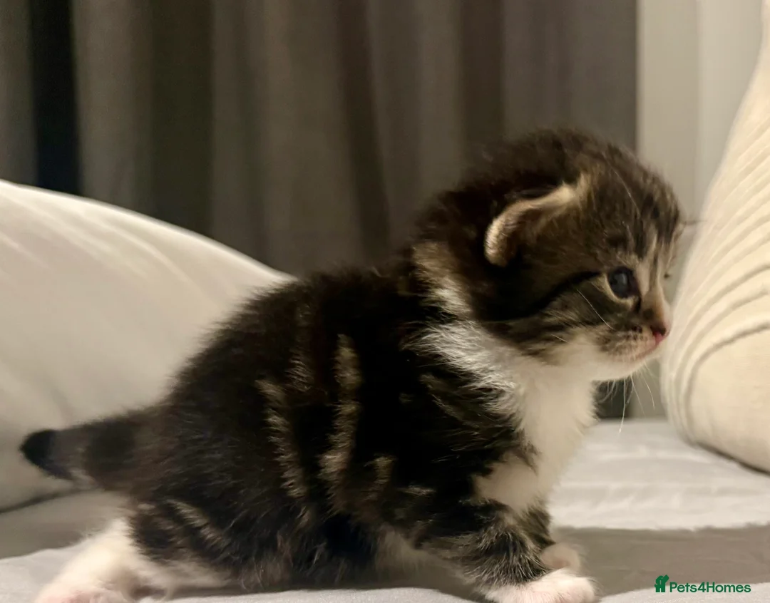 Mixed Breed cats for sale: Stunning Turkish Angora/ domesticShorthairKittens  - Advert 13