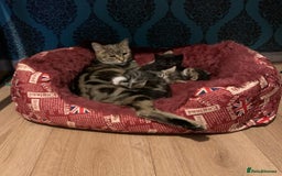 Bengal cats for sale: TWO Beautiful kittens of JOY remaining! - Image 11