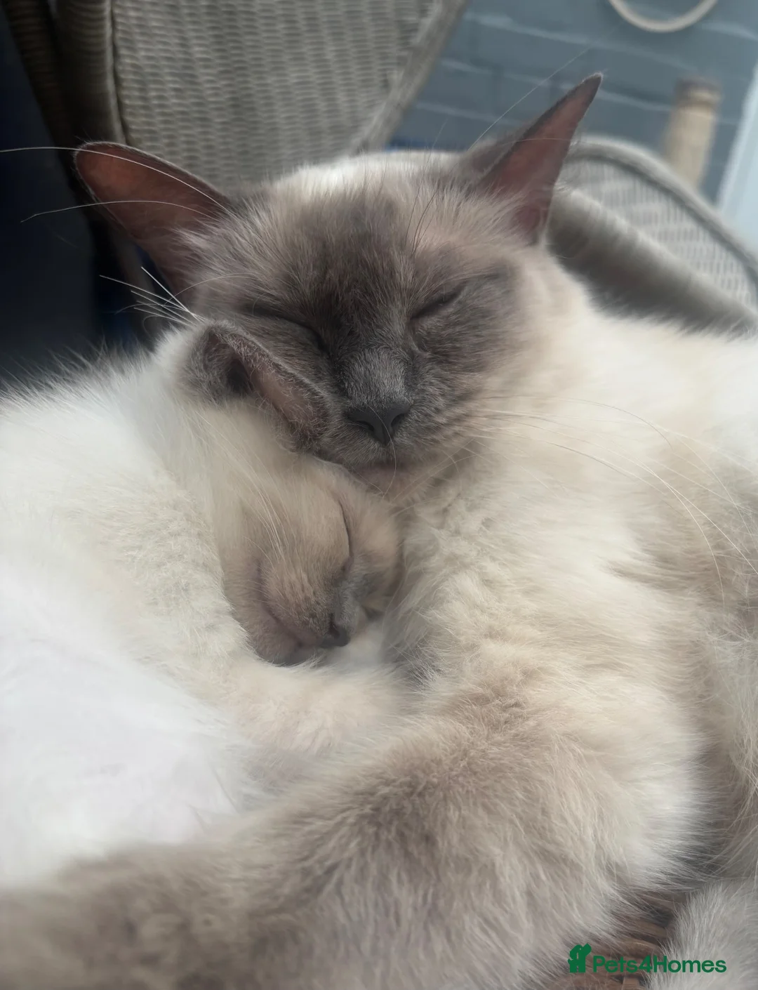 Ragdoll cats for sale: Ragdoll Kittens - Advert 2
