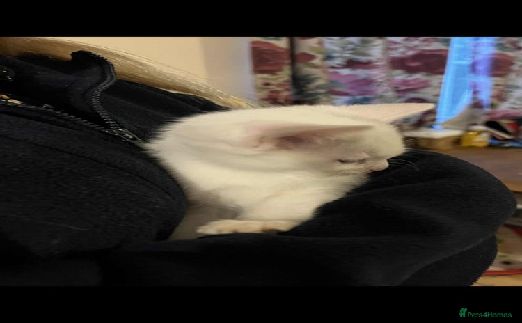 Mixed Breed cats - Advert 1