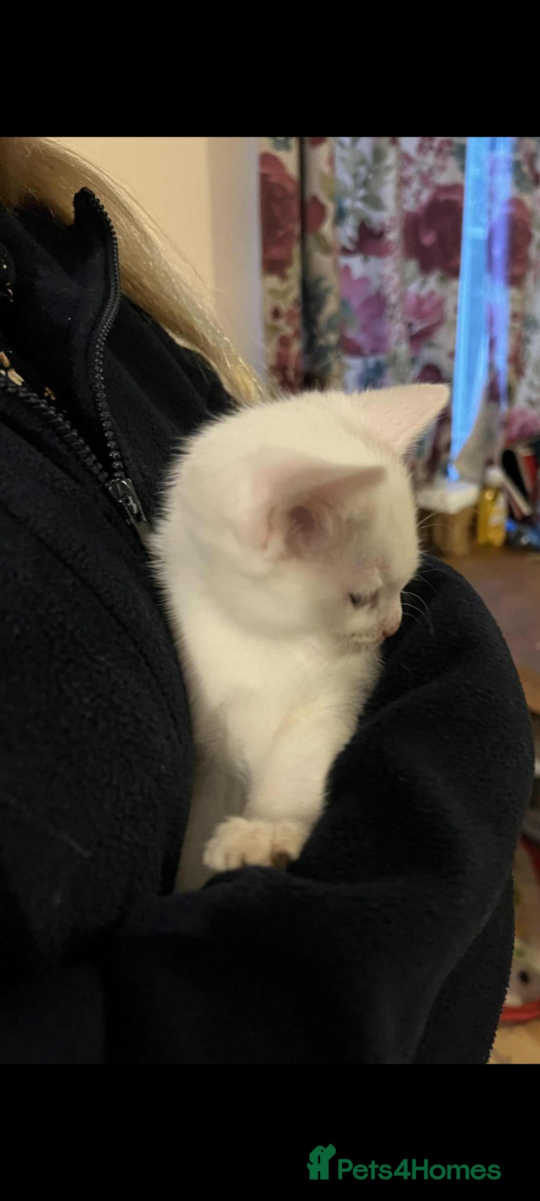 Mixed Breed cats for sale: Kitten for sale - Image 1