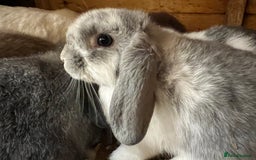 Mini Lop rabbits for sale: Super Friendly Mini Lop Babies - Image 10