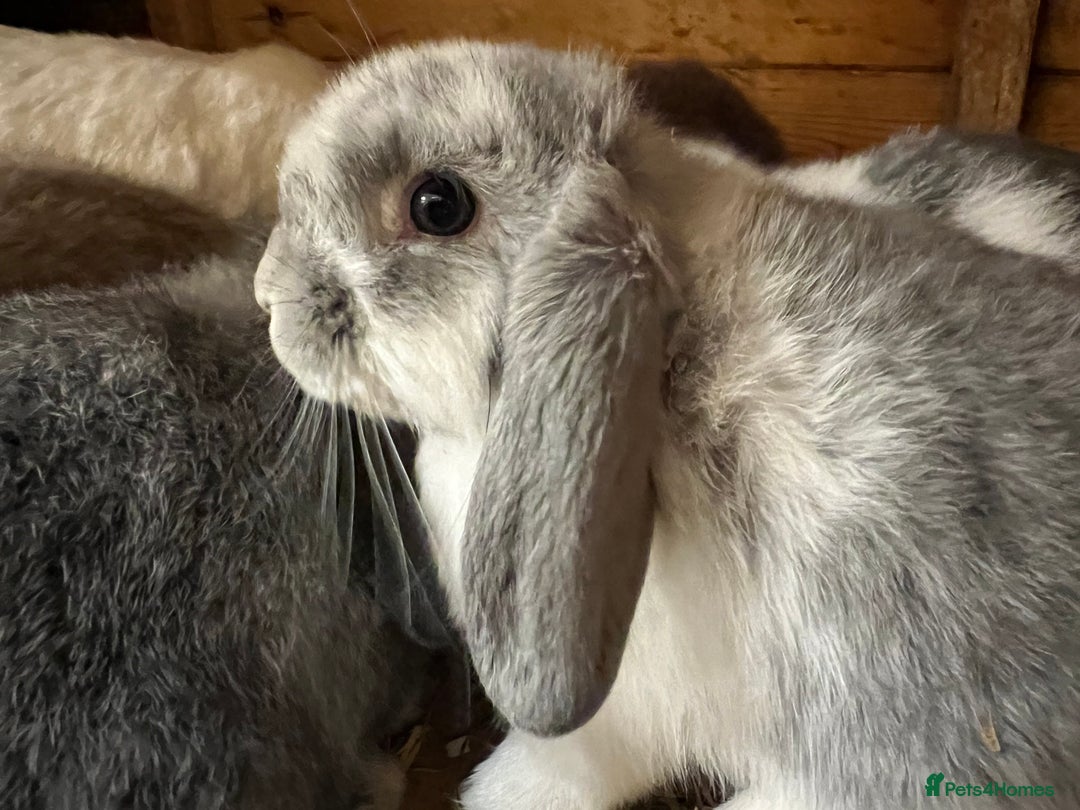 Mini Lop rabbits for sale: Super Friendly Mini Lop Babies - Image 10