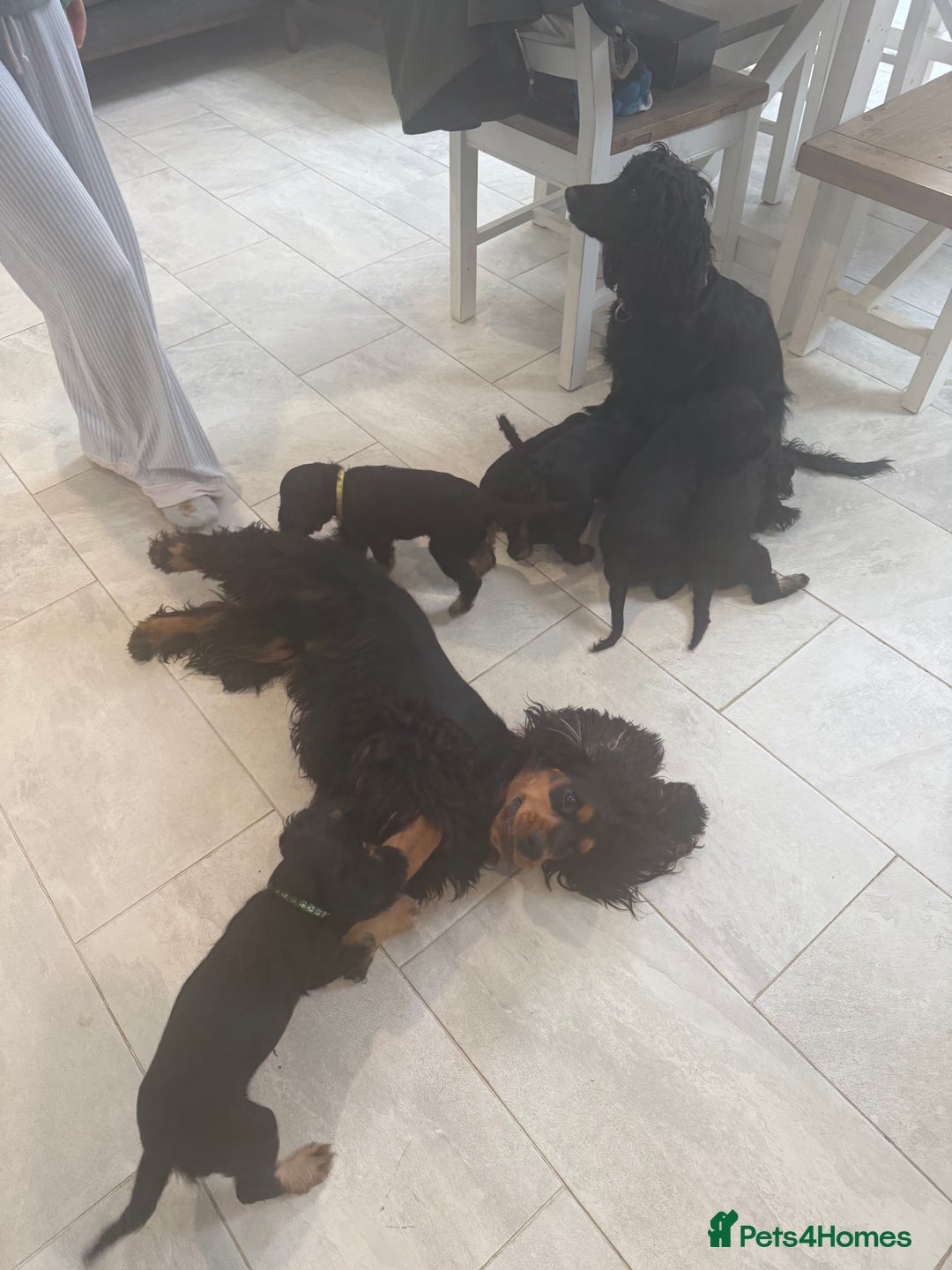 Cocker Spaniel dogs for sale: stunning female, black & tan cocker spaniel pup - Image 7