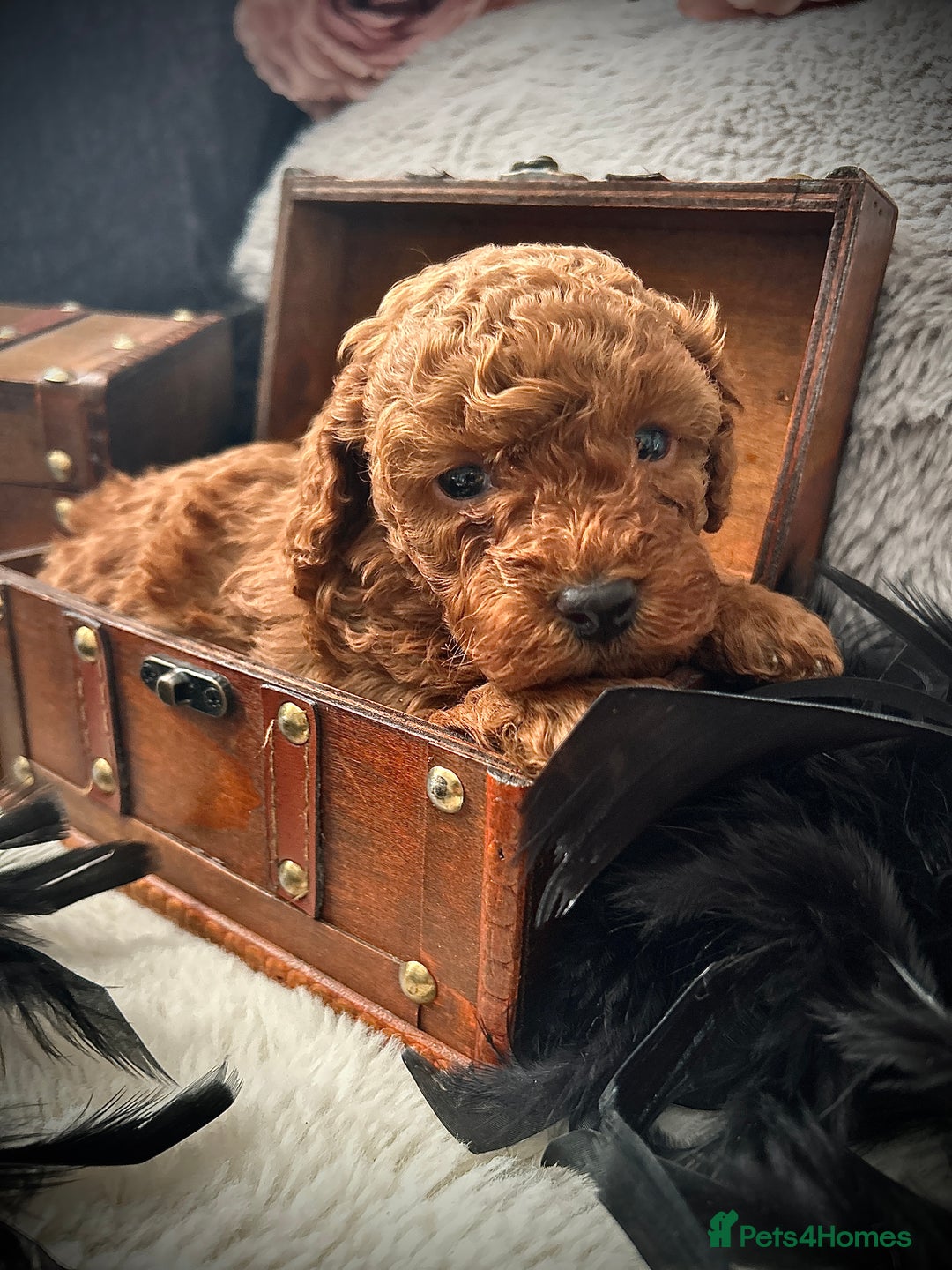 Toy Poodle dogs for sale: RED Toy Poodles  - Advert 9