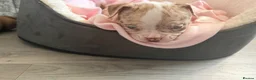 Mixed Breed dogs for sale: Full Breed LUXURY EXOTIC MICRO PUPPYS - Advert 5
