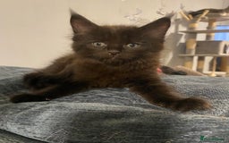 Maine Coon cats for sale: Stunning Maine coone kittens for sale - Image 4