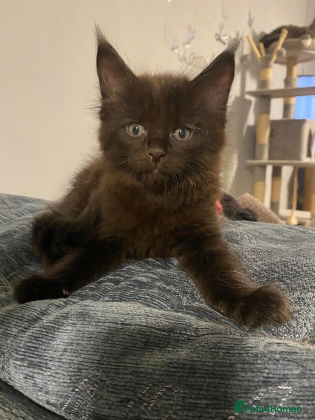 Maine Coon cats for sale: Stunning Maine coone kittens for sale - Image 4