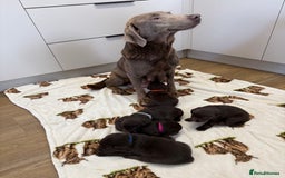 Labrador Retriever dogs for sale: Chunky chocolate labradors  - Image 37