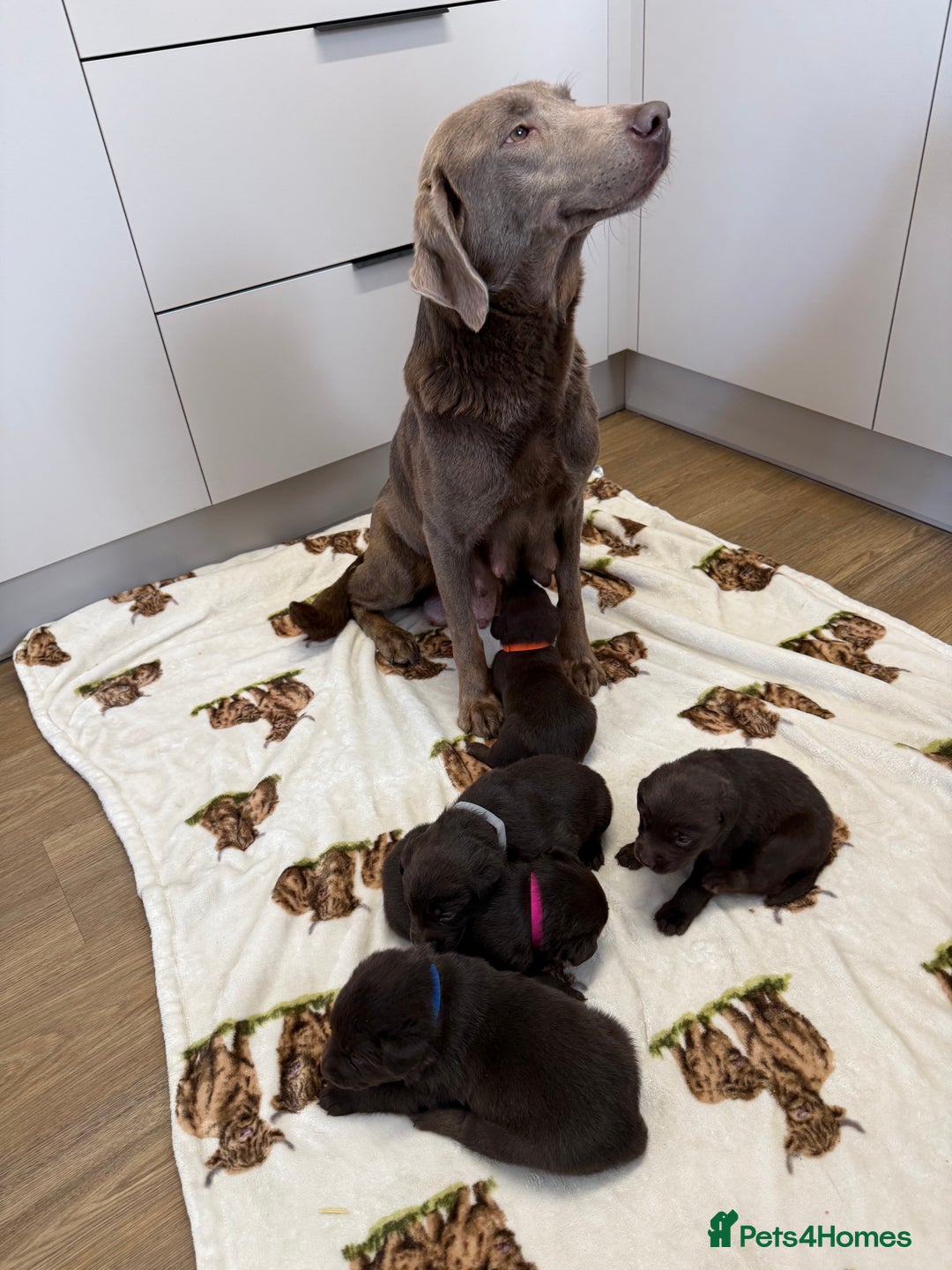 Labrador Retriever dogs for sale: Chunky chocolate labradors  - Image 37