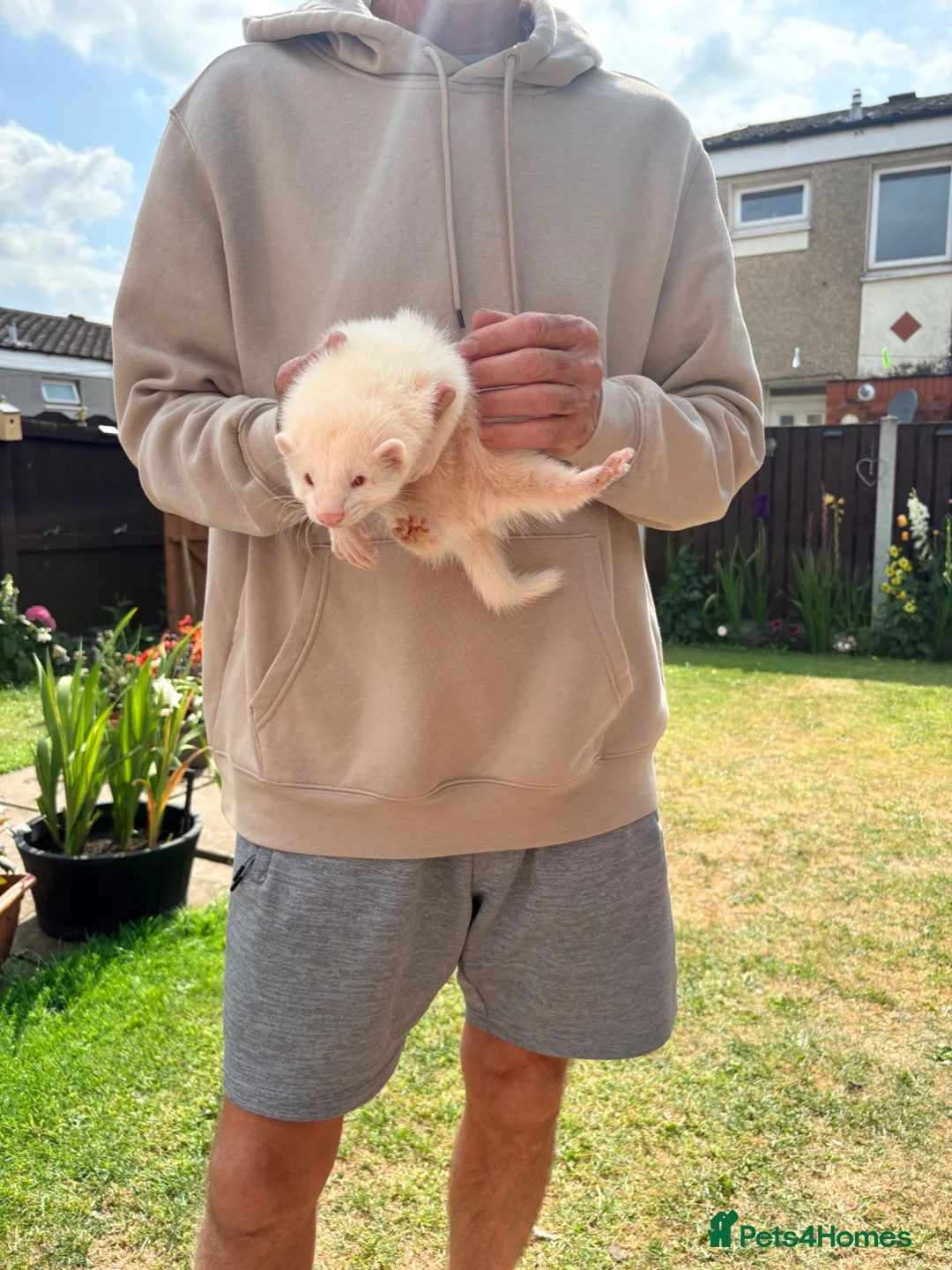 Ferret rodents for sale: Albino 10 week old ferrets  in Prescot - Advert 2