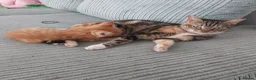 Mixed Breed cats for sale: Kittens in Truro - Advert 4