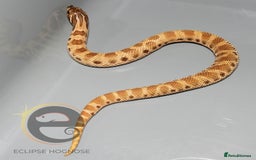 Snake reptiles for sale: Hognose snakes  - Image 13