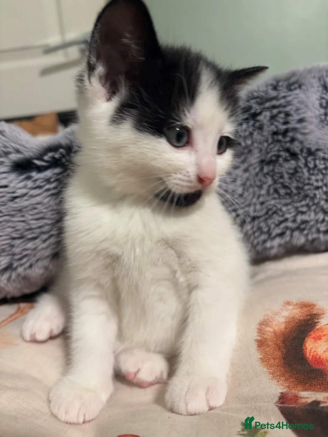 Mixed Breed cats for sale: Kittens - Advert 9