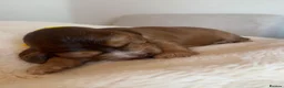Cocker Spaniel dogs for sale: 🌟 OUTSTANDING KC SHOW COCKER SPANIELS 🌟 - Advert 15
